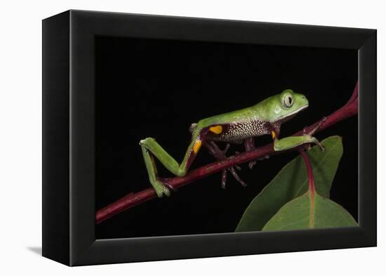 Agua Rica Leaf Frog, Amazon, Ecuador-Pete Oxford-Framed Premier Image Canvas