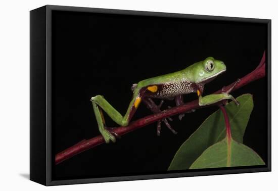 Agua Rica Leaf Frog, Amazon, Ecuador-Pete Oxford-Framed Premier Image Canvas