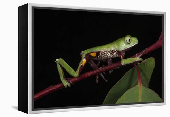 Agua Rica Leaf Frog, Amazon, Ecuador-Pete Oxford-Framed Premier Image Canvas