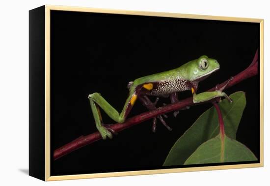 Agua Rica Leaf Frog, Amazon, Ecuador-Pete Oxford-Framed Premier Image Canvas