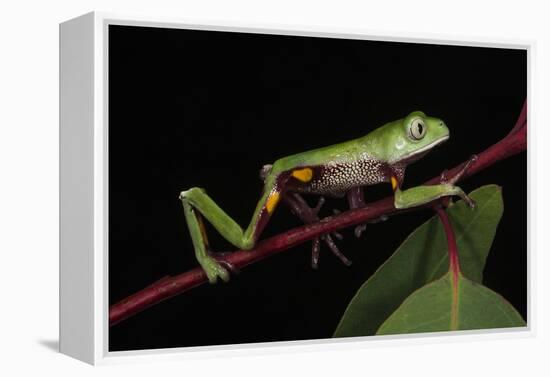 Agua Rica Leaf Frog, Amazon, Ecuador-Pete Oxford-Framed Premier Image Canvas