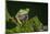 Agua Rica Leaf Frog, Ecuador-Pete Oxford-Mounted Photographic Print