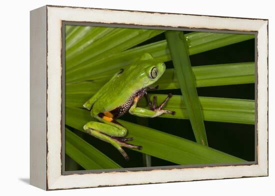 Agua Rica Leaf Frog, Ecuador-Pete Oxford-Framed Premier Image Canvas