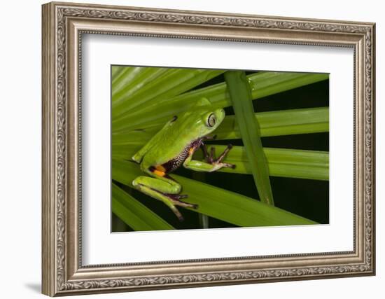 Agua Rica Leaf Frog, Ecuador-Pete Oxford-Framed Photographic Print