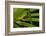 Agua Rica Leaf Frog, Ecuador-Pete Oxford-Framed Photographic Print