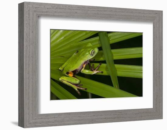 Agua Rica Leaf Frog, Ecuador-Pete Oxford-Framed Photographic Print