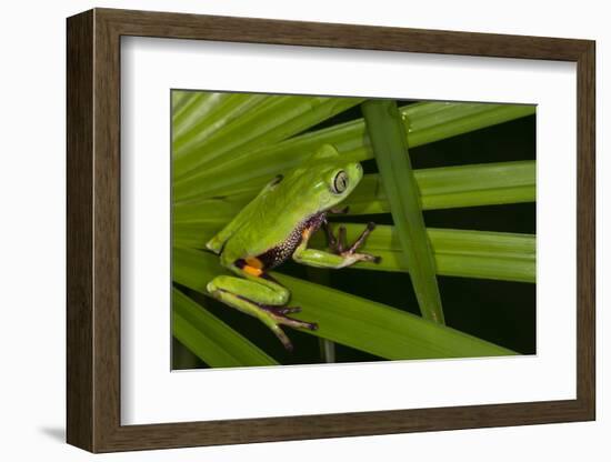 Agua Rica Leaf Frog, Ecuador-Pete Oxford-Framed Photographic Print