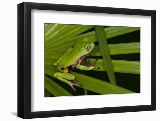 Agua Rica Leaf Frog, Ecuador-Pete Oxford-Framed Photographic Print