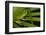 Agua Rica Leaf Frog, Ecuador-Pete Oxford-Framed Photographic Print