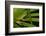 Agua Rica Leaf Frog, Ecuador-Pete Oxford-Framed Photographic Print