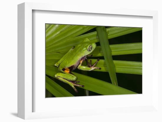 Agua Rica Leaf Frog, Ecuador-Pete Oxford-Framed Photographic Print