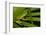 Agua Rica Leaf Frog, Ecuador-Pete Oxford-Framed Photographic Print