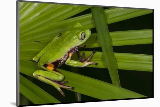 Agua Rica Leaf Frog, Ecuador-Pete Oxford-Mounted Photographic Print