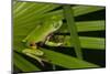 Agua Rica Leaf Frog, Ecuador-Pete Oxford-Mounted Photographic Print