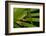 Agua Rica Leaf Frog, Ecuador-Pete Oxford-Framed Photographic Print