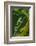 Agua Rica Leaf Frog, Ecuador-Pete Oxford-Framed Photographic Print