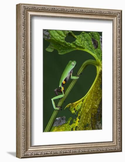 Agua Rica Leaf Frog, Ecuador-Pete Oxford-Framed Photographic Print