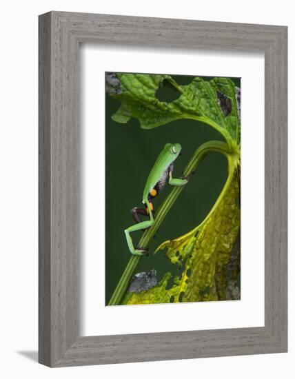 Agua Rica Leaf Frog, Ecuador-Pete Oxford-Framed Photographic Print