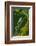 Agua Rica Leaf Frog, Ecuador-Pete Oxford-Framed Photographic Print