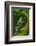 Agua Rica Leaf Frog, Ecuador-Pete Oxford-Framed Photographic Print