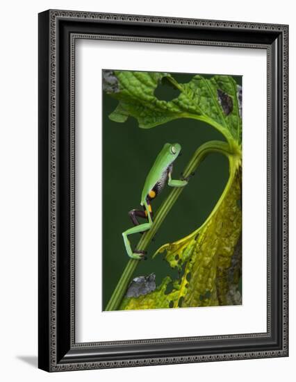 Agua Rica Leaf Frog, Ecuador-Pete Oxford-Framed Photographic Print