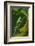 Agua Rica Leaf Frog, Ecuador-Pete Oxford-Framed Photographic Print