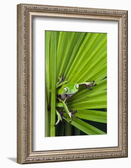 Agua Rica Leaf Frog, Ecuador-Pete Oxford-Framed Photographic Print