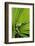 Agua Rica Leaf Frog, Ecuador-Pete Oxford-Framed Photographic Print