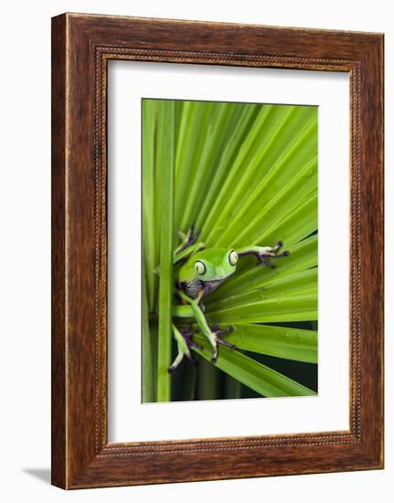 Agua Rica Leaf Frog, Ecuador-Pete Oxford-Framed Photographic Print