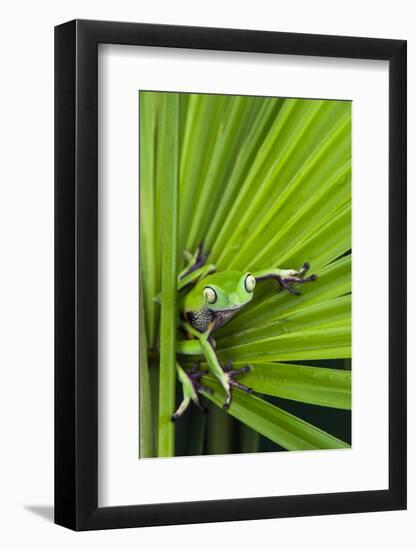 Agua Rica Leaf Frog, Ecuador-Pete Oxford-Framed Photographic Print