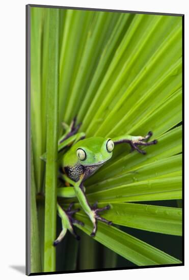 Agua Rica Leaf Frog, Ecuador-Pete Oxford-Mounted Photographic Print