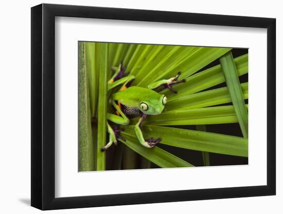 Agua Rica Leaf Frog, Ecuador-Pete Oxford-Framed Photographic Print