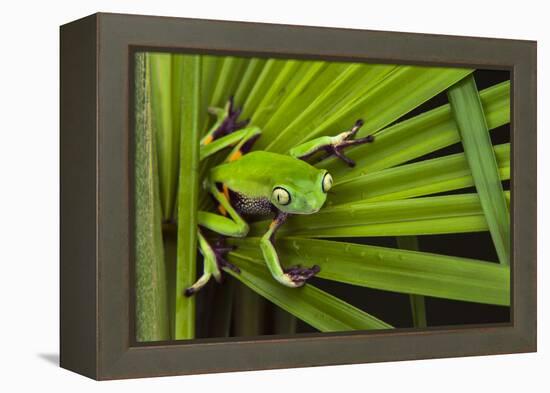 Agua Rica Leaf Frog, Ecuador-Pete Oxford-Framed Premier Image Canvas