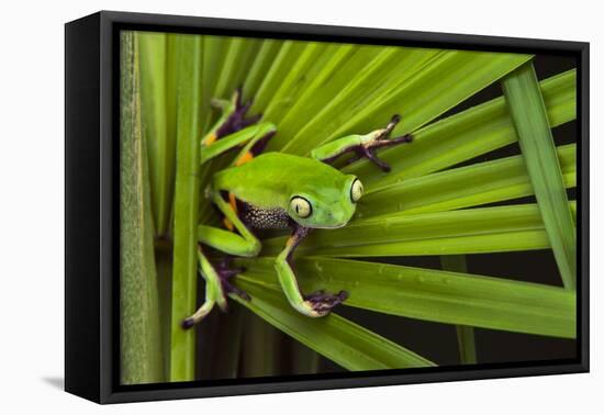 Agua Rica Leaf Frog, Ecuador-Pete Oxford-Framed Premier Image Canvas