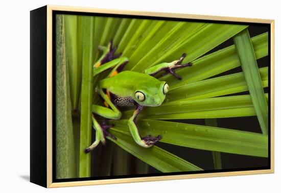 Agua Rica Leaf Frog, Ecuador-Pete Oxford-Framed Premier Image Canvas