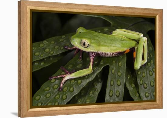 Agua Rica Leaf Frog, Ecuador-Pete Oxford-Framed Premier Image Canvas