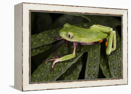 Agua Rica Leaf Frog, Ecuador-Pete Oxford-Framed Premier Image Canvas