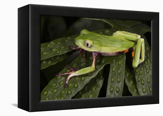 Agua Rica Leaf Frog, Ecuador-Pete Oxford-Framed Premier Image Canvas