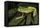 Agua Rica Leaf Frog, Ecuador-Pete Oxford-Framed Premier Image Canvas