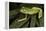 Agua Rica Leaf Frog, Ecuador-Pete Oxford-Framed Premier Image Canvas