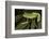 Agua Rica Leaf Frog, Ecuador-Pete Oxford-Framed Photographic Print