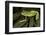 Agua Rica Leaf Frog, Ecuador-Pete Oxford-Framed Photographic Print