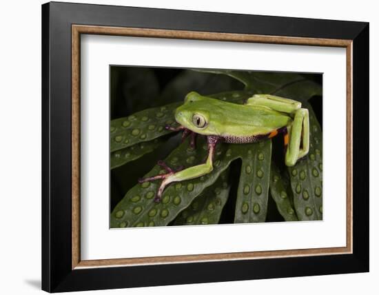 Agua Rica Leaf Frog, Ecuador-Pete Oxford-Framed Photographic Print