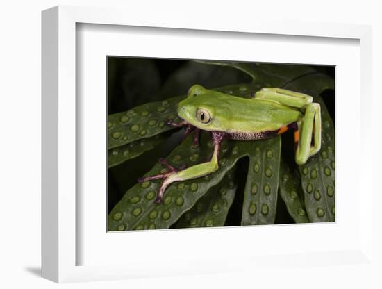 Agua Rica Leaf Frog, Ecuador-Pete Oxford-Framed Photographic Print