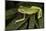 Agua Rica Leaf Frog, Ecuador-Pete Oxford-Mounted Photographic Print