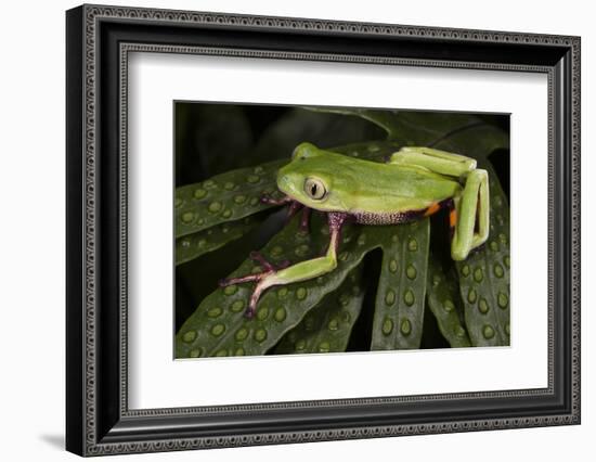 Agua Rica Leaf Frog, Ecuador-Pete Oxford-Framed Photographic Print