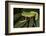 Agua Rica Leaf Frog, Ecuador-Pete Oxford-Framed Photographic Print