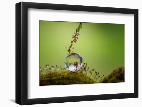 Photographic Print, , large