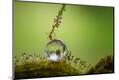 Premium Photographic Print