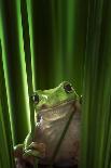 Green Frog-Ahmad Gafuri-Framed Premier Image Canvas